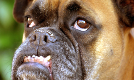 20070503-Hund1.jpg