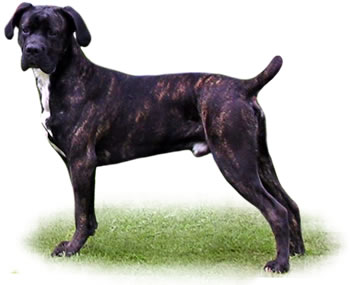 CaneCorsoPhoto1.jpg