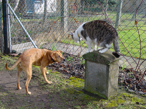 HundKatze_020.jpg